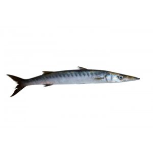 Barracuda Whole 1kg