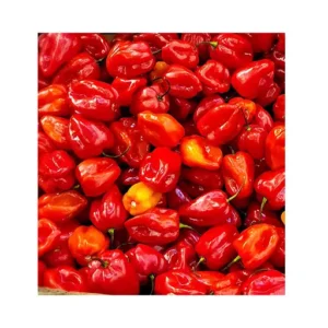 Cameroon pepper x 20 pack