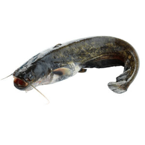 Frozen Catfish Whole (Pride of Africa)