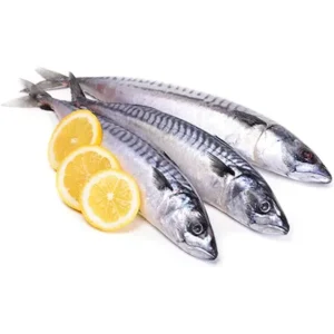 Mackerel - Head-on (Large)