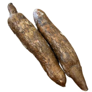 Cassava - Tropi