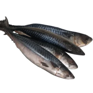 Mackerel (Titus) Pack of 4